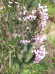 Erica multiflora