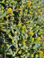 Tetraena fontanesii