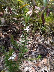 Philotheca hispidula