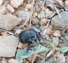 Timarcha goettingensis