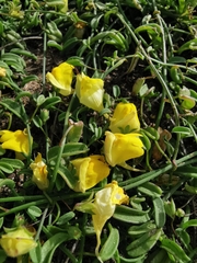 Nanorrhinum