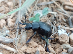 Timarcha goettingensis