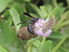 Anterhynchium flavomarginatum