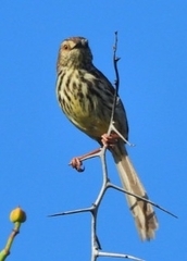 Prinia maculosa maculosa