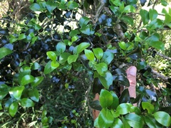 Psydrax odorata buxifolia