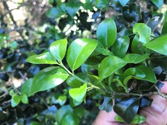 Psydrax odorata buxifolia