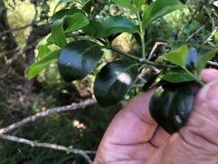 Psydrax odorata buxifolia