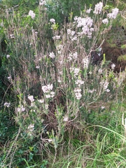 Erica multiflora