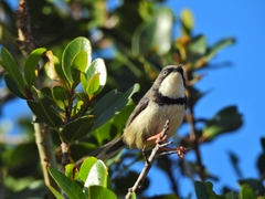 Apalis thoracica claudei