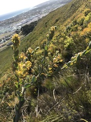 Thesium euphorbioides