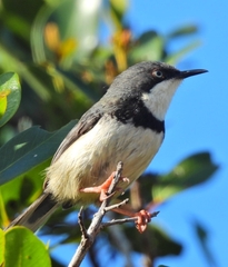 Apalis thoracica claudei