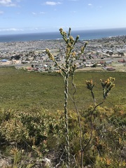 Thesium euphorbioides