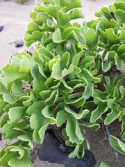 Astydamia latifolia