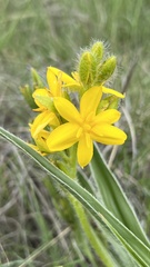 Hypoxis obtusa