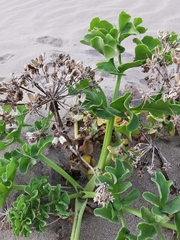Astydamia latifolia