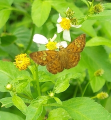 Pseudocoladenia dan