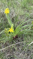 Hypoxis obtusa