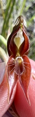 Pterostylis rufa