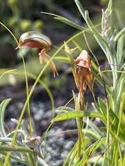 Pterostylis rufa