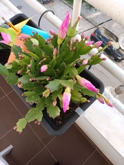 Schlumbergera truncata