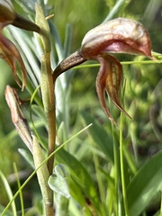 Pterostylis rufa