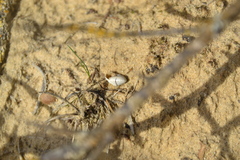 Xeroplexa intersecta