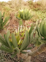 Kleinia neriifolia