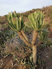 Kleinia neriifolia