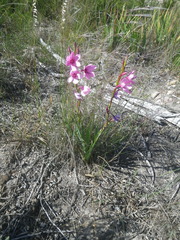 Watsonia strictiflora
