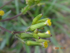 Senecio picridioides