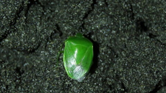 Glaucias subpunctatus