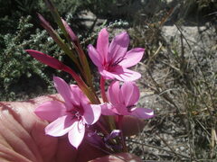Watsonia strictiflora
