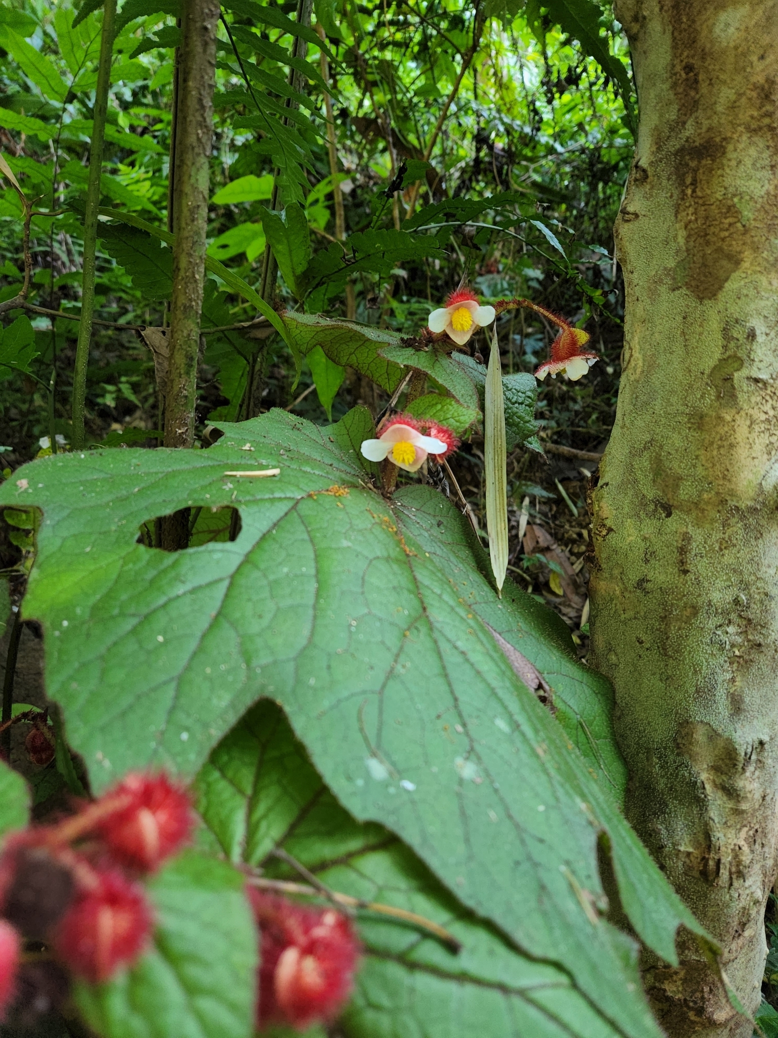 Begonia baviensis — ảnh 2