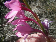 Watsonia strictiflora