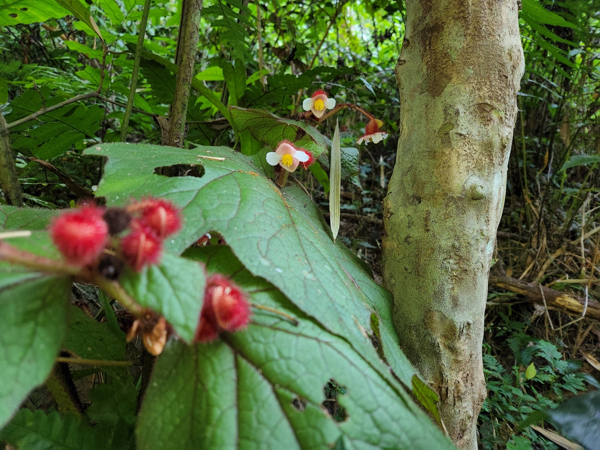 Begonia baviensis — ảnh 3