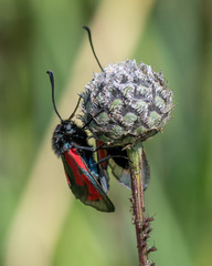 Zygaena minos
