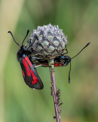 Zygaena minos