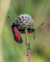 Zygaena minos