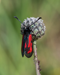 Zygaena minos
