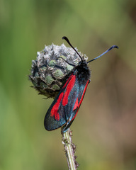 Zygaena minos