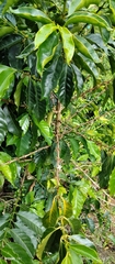 Coffea arabica