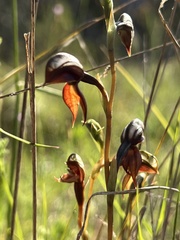 Pterostylis rufa