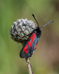 Zygaena minos