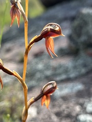 Pterostylis rufa