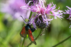 Zygaena minos