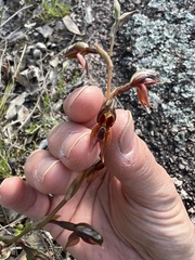 Pterostylis rufa