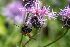 Zygaena minos