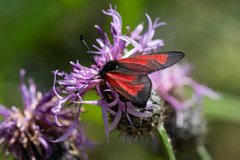 Zygaena minos