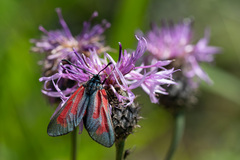 Zygaena minos