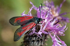 Zygaena minos